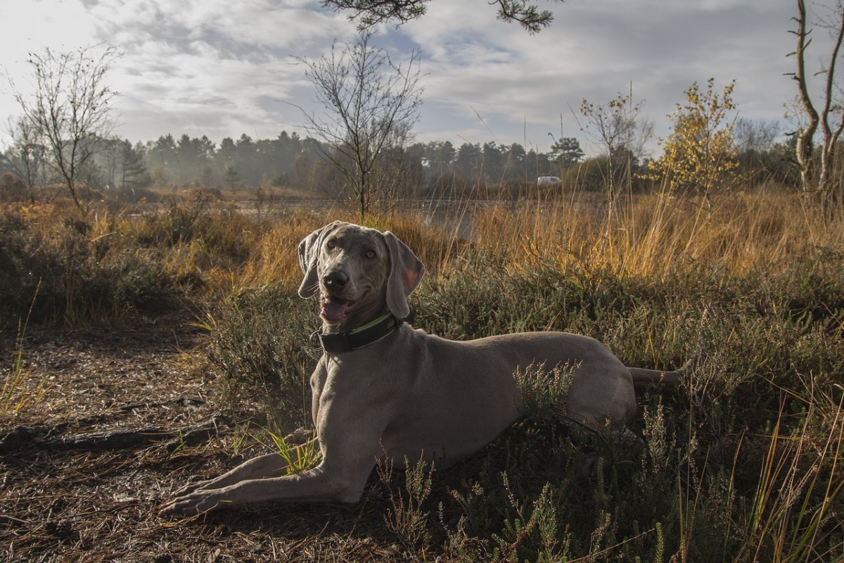 Weimaraner smiling for the camera.