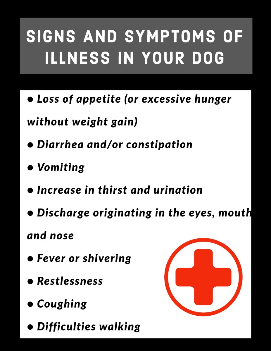 Signs and symptoms of illness in the Weimaraner.