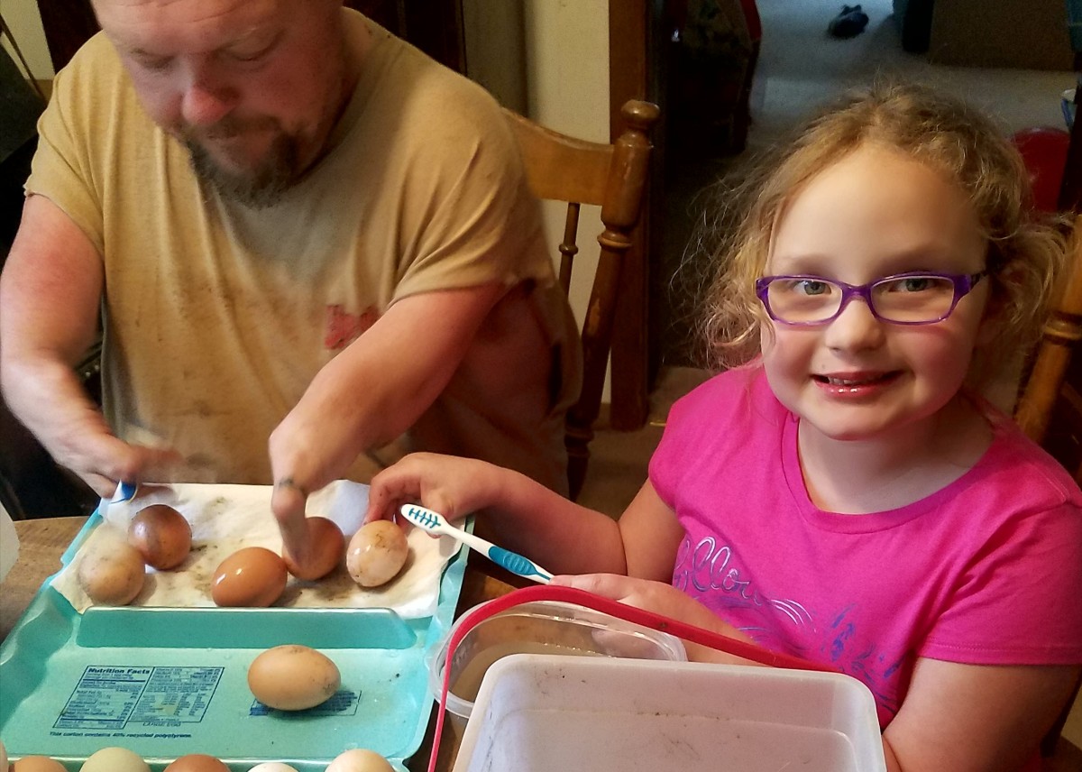 How to Raise Chickens in an Incubator PetHelpful