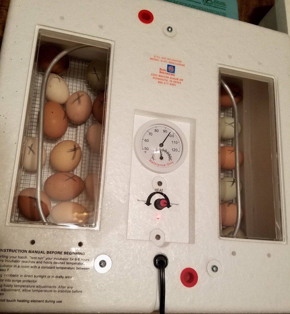 How to Raise Chickens in an Incubator PetHelpful