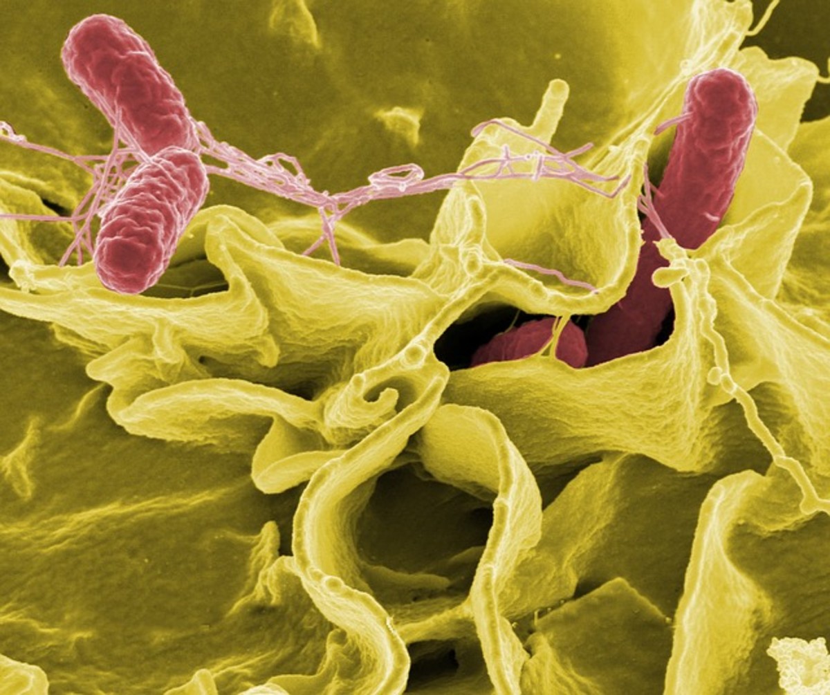 Salmonella bacteria are a risk for dogs and humans.