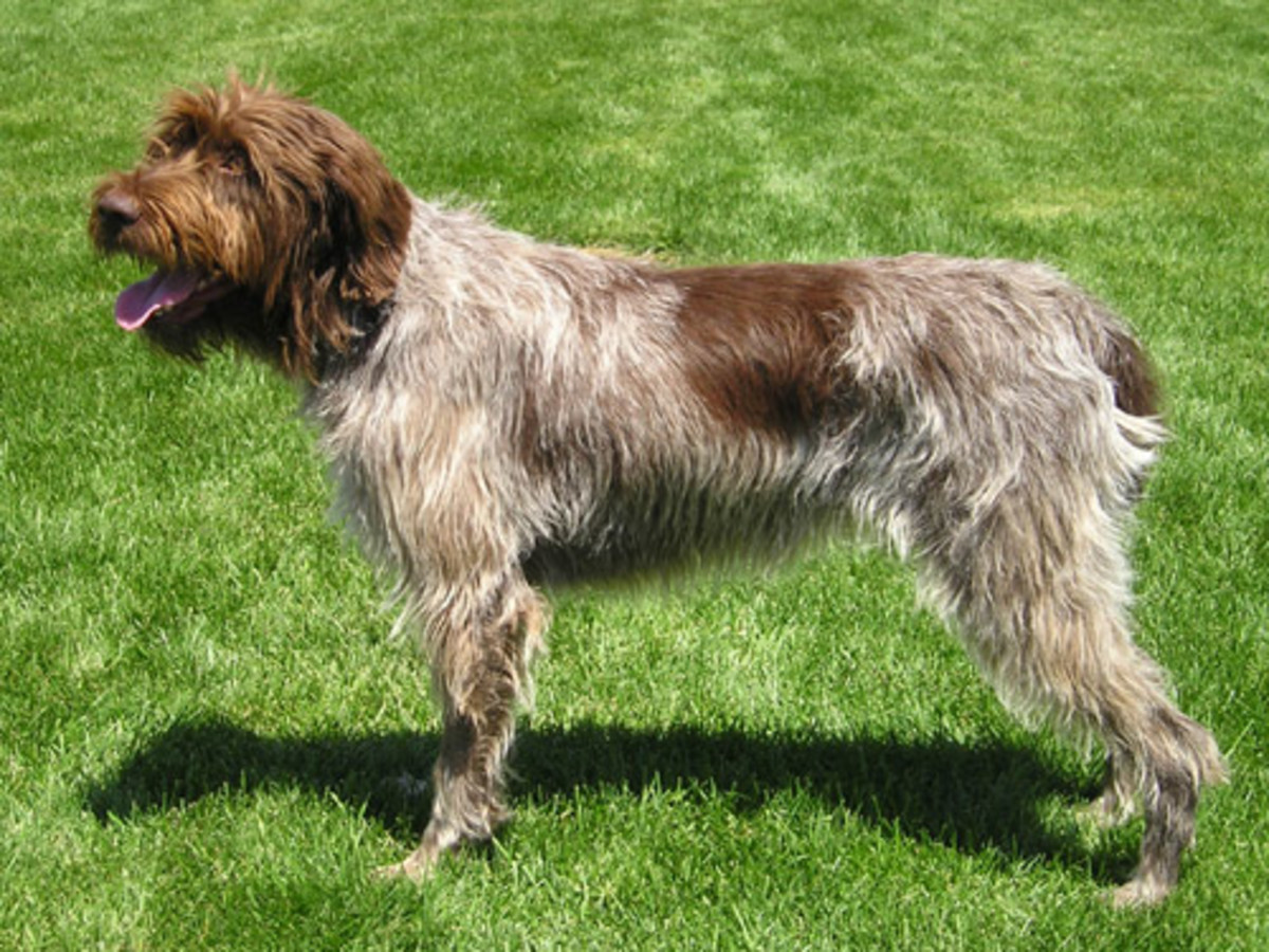 Side profile of the beautiful Wirehaired Pointing Griffon.