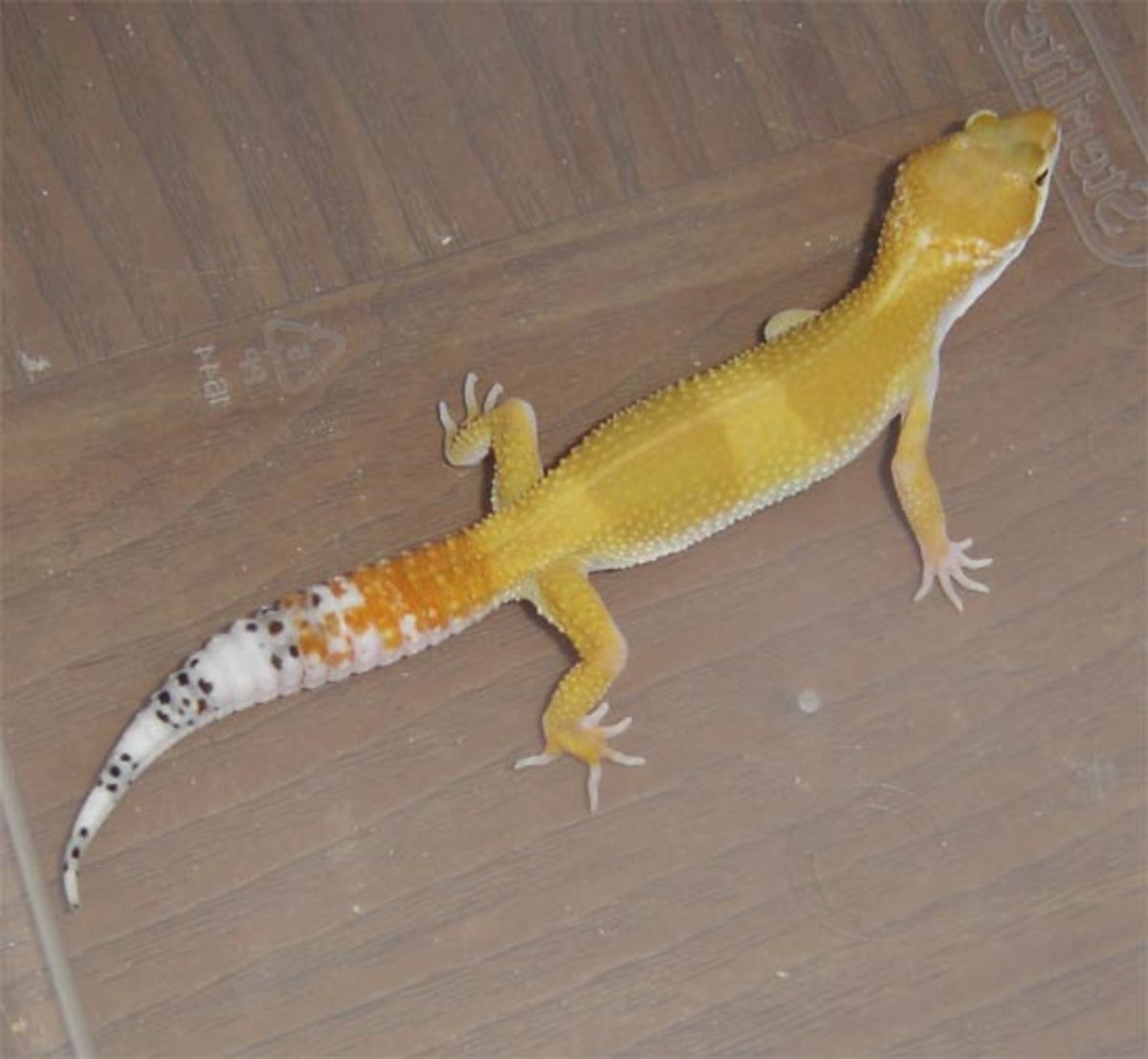 If your gecko is not eating, check for parasites, try new food, or use a specialized diet.