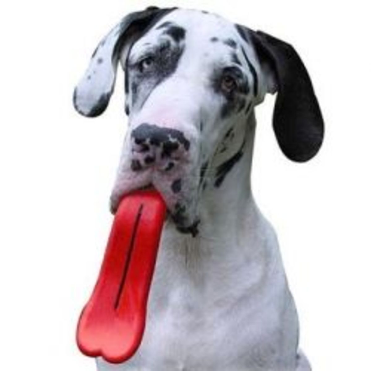 The 21 Coolest Dog Toys on the Planet! - PetHelpful