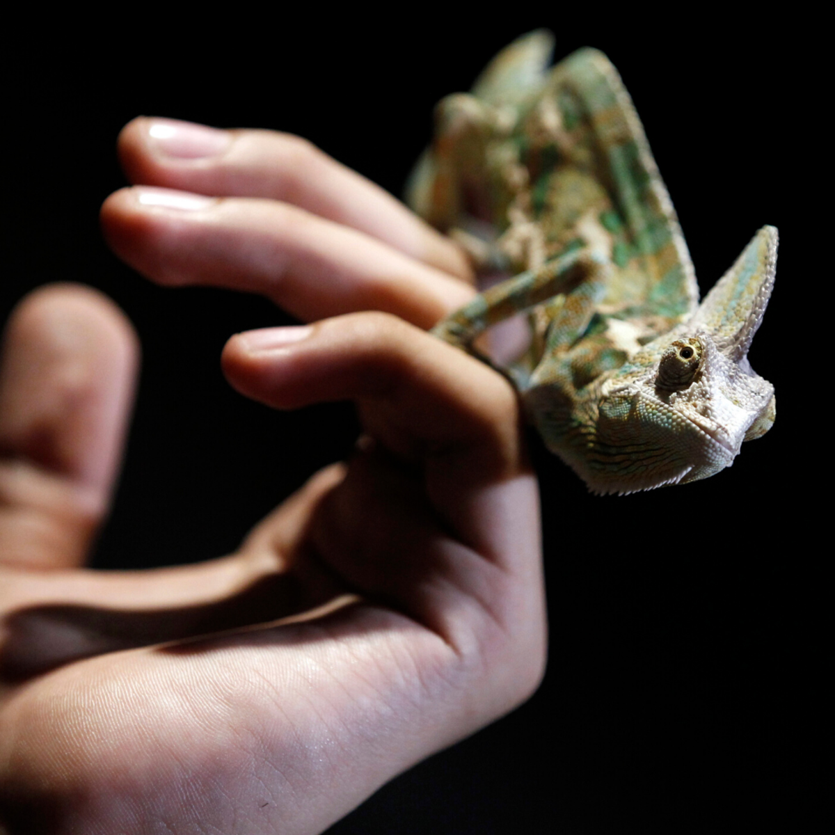 What Is an Impaction in Reptiles? PetHelpful