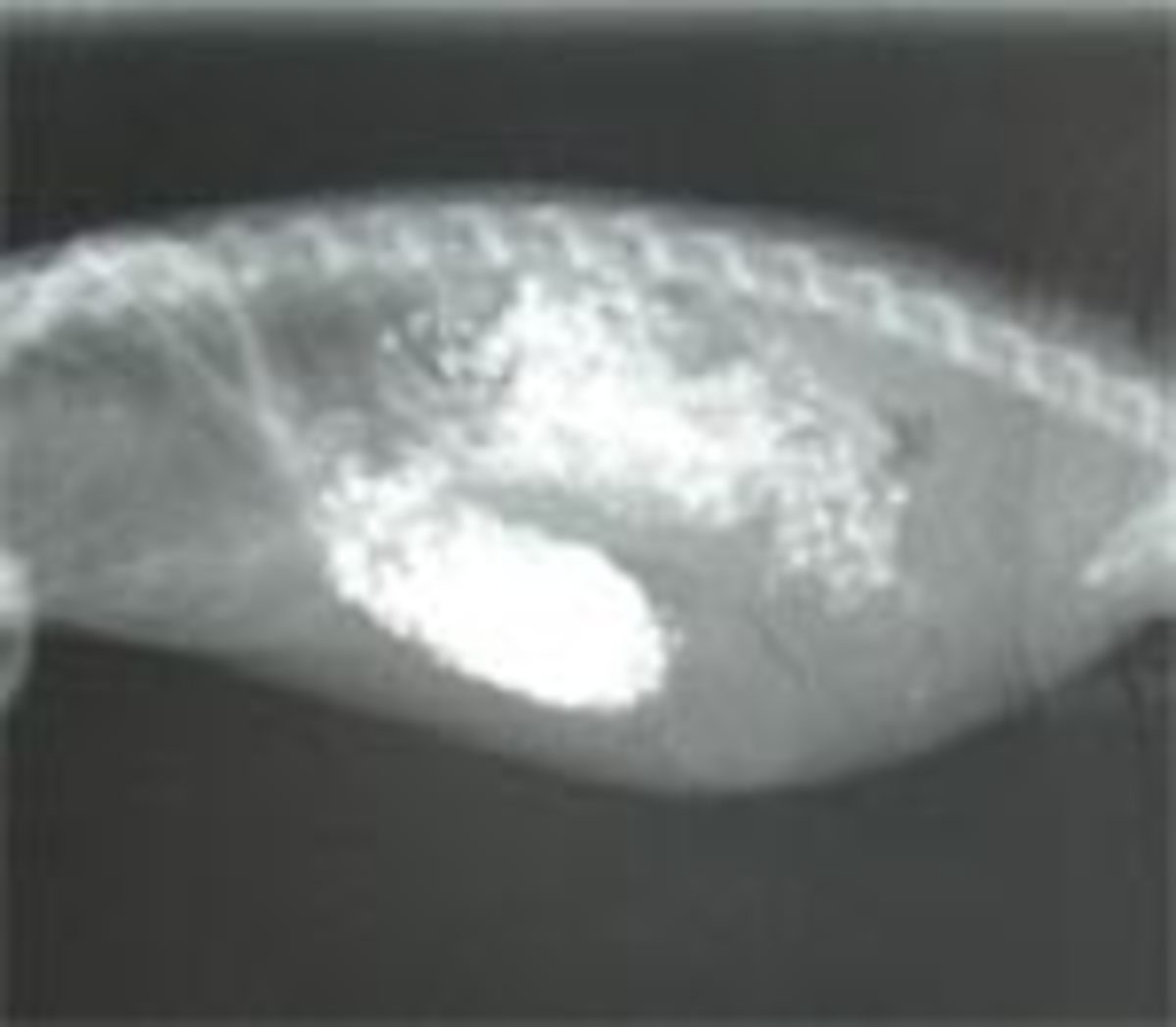 Radiographs showing leopard gecko impactions.