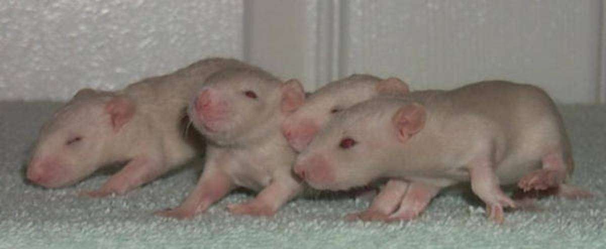 Hairless rat hot sale breeders