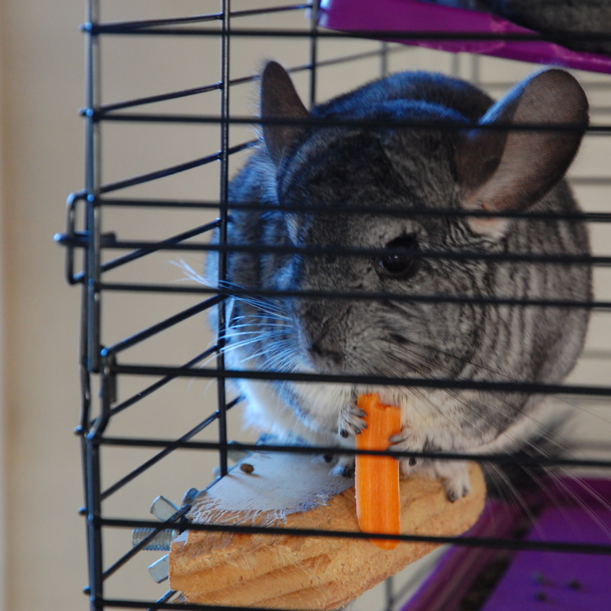Creating a safe living space for your chinchilla helps to prevent injury.