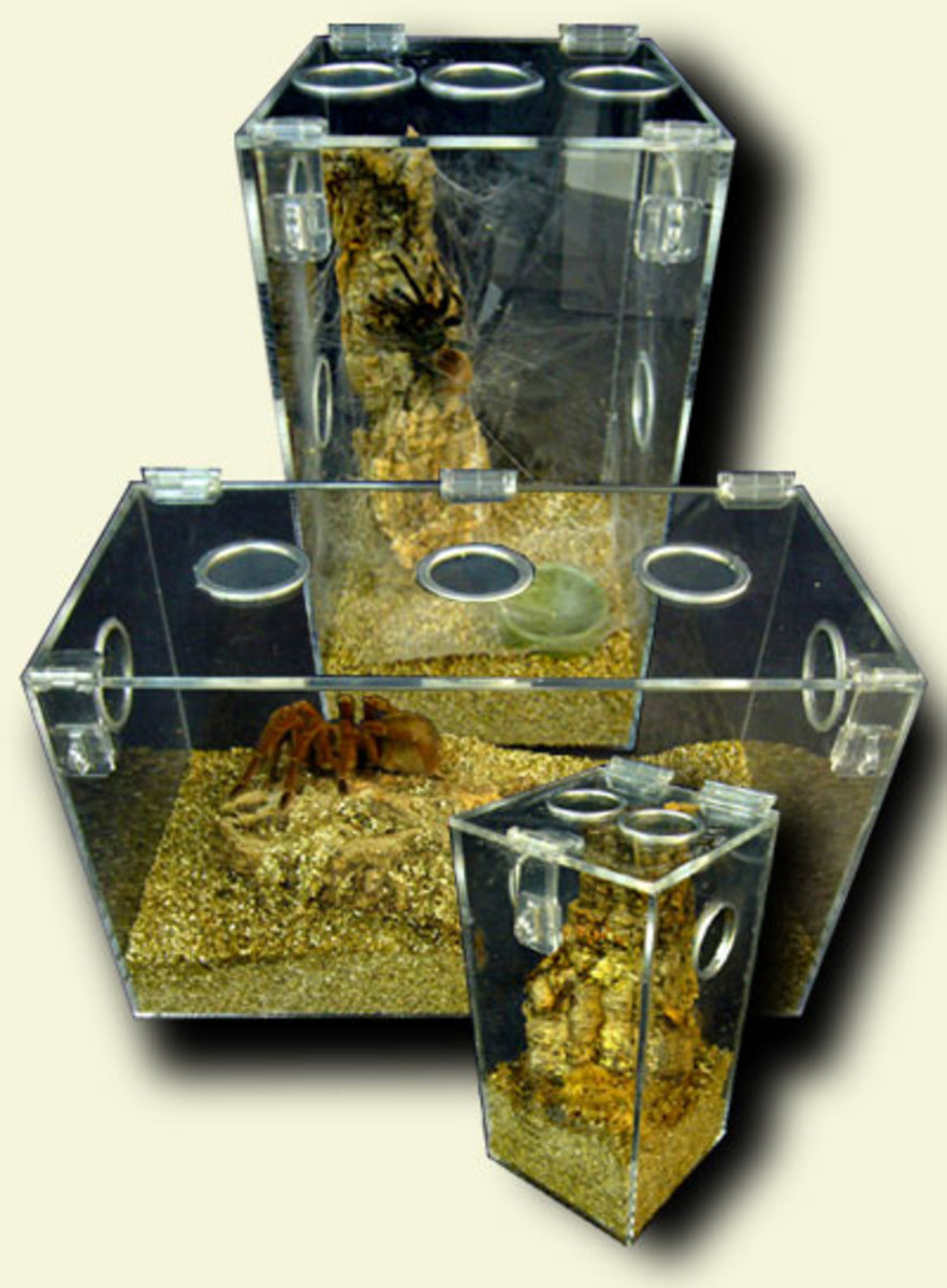 A variety of tarantula habitats.