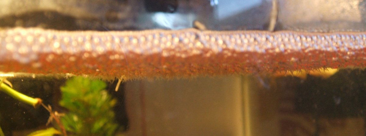 Newly hatched fry on bubble nest.