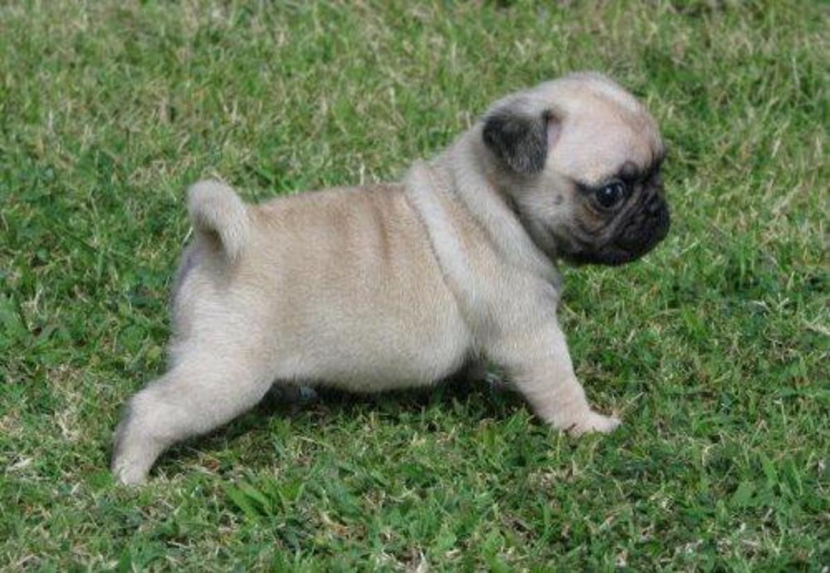 In order to maintain preferred characteristics in their animals, breeders inbreed their pugs, parent to offspring or sibling to sibling, concentrating any good (and bad) characteristics in future generations.  