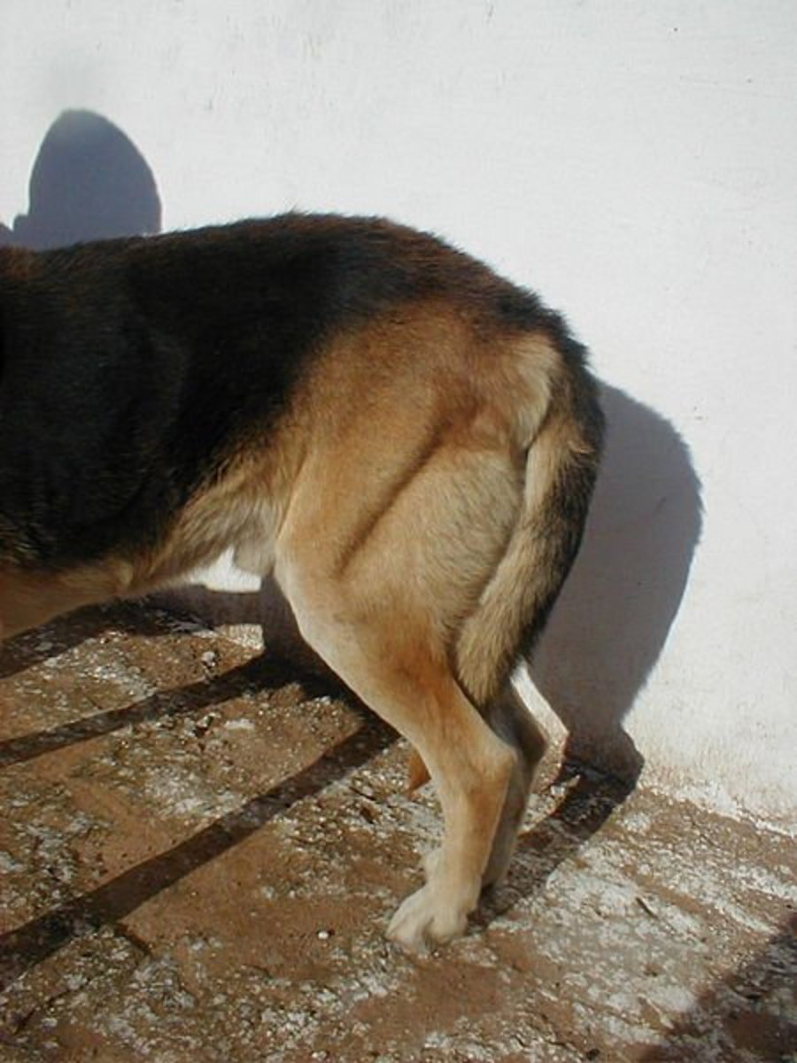 Hip dysplasia in a German Shephard, a common ailment seen in inbred pugs as well. Because of the improper fitting of the hip joint into its socket, hip muscles are noticeably wasting away.
