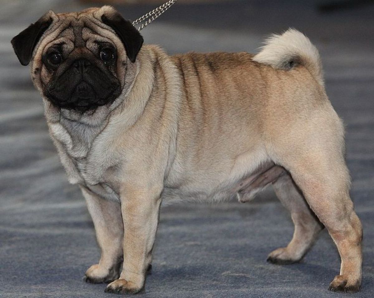 A pug at a dog show exhibiting conformational and coloration characteristics considered ideal by American breeder standards.