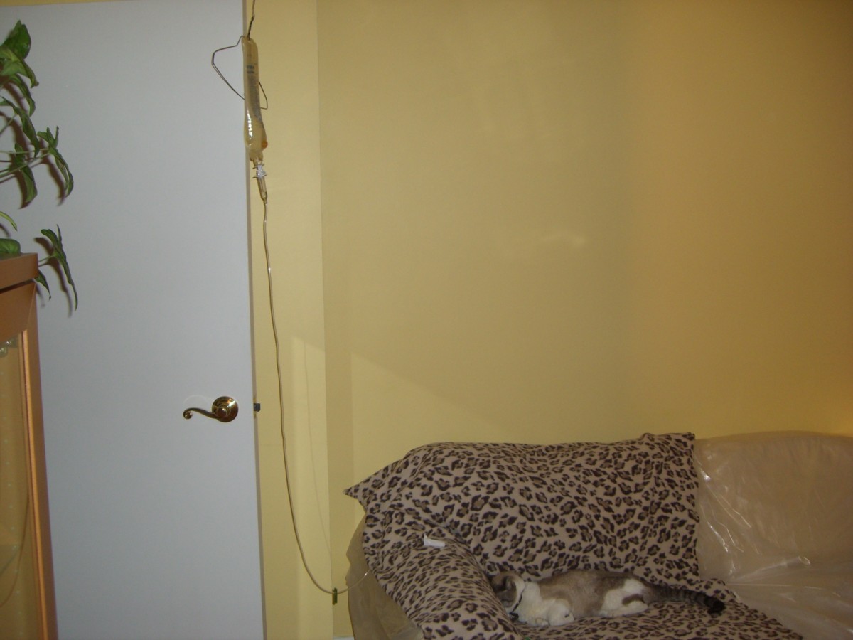 Giving Your Cat IV Subcutaneous Fluids at Home (With Photos) PetHelpful