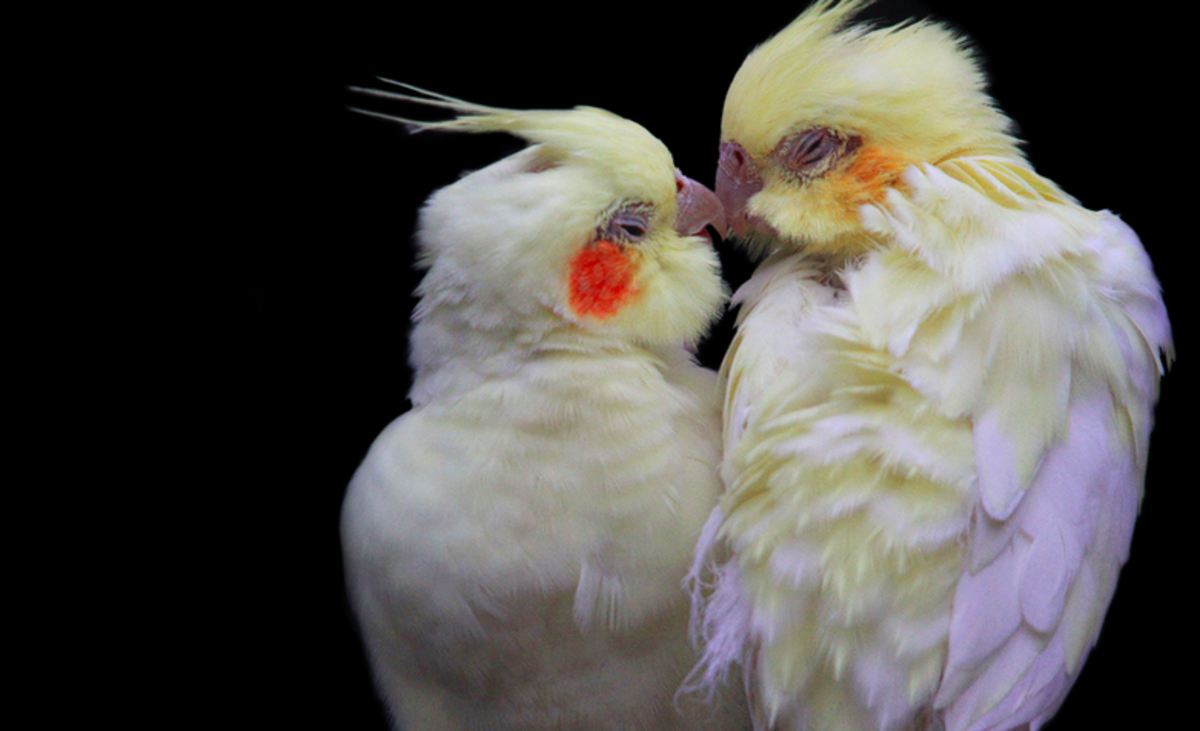 100+ Cute Names for Pets PetHelpful