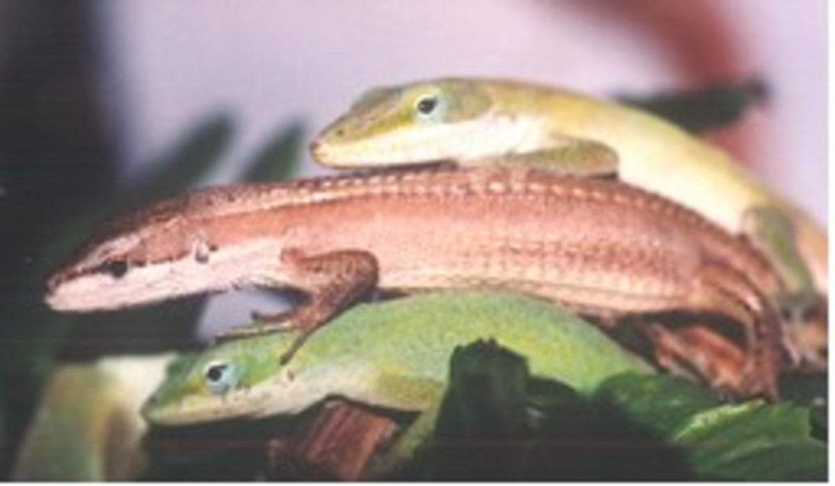 Long-tailed grass lizard (brown) basking between two green anoles.