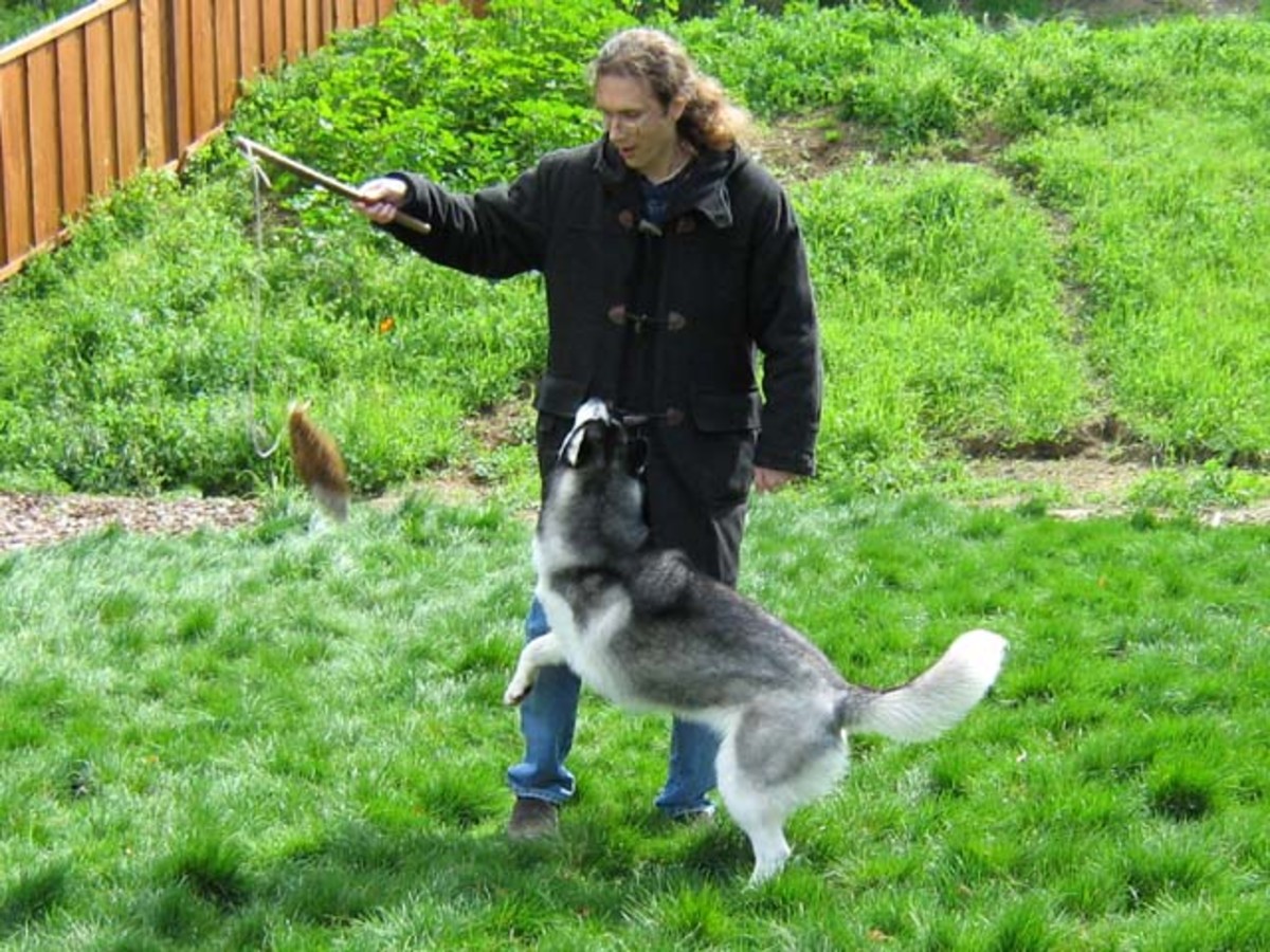 Hyper Puppy Tip 2 - Play fun games with your dog. Siberian Husky Shania playing with the flirt pole.