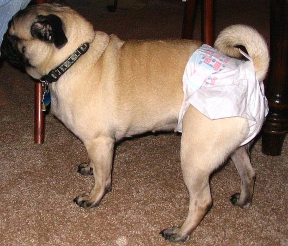 Doggie diapers are helpful when your dog is in heat.
