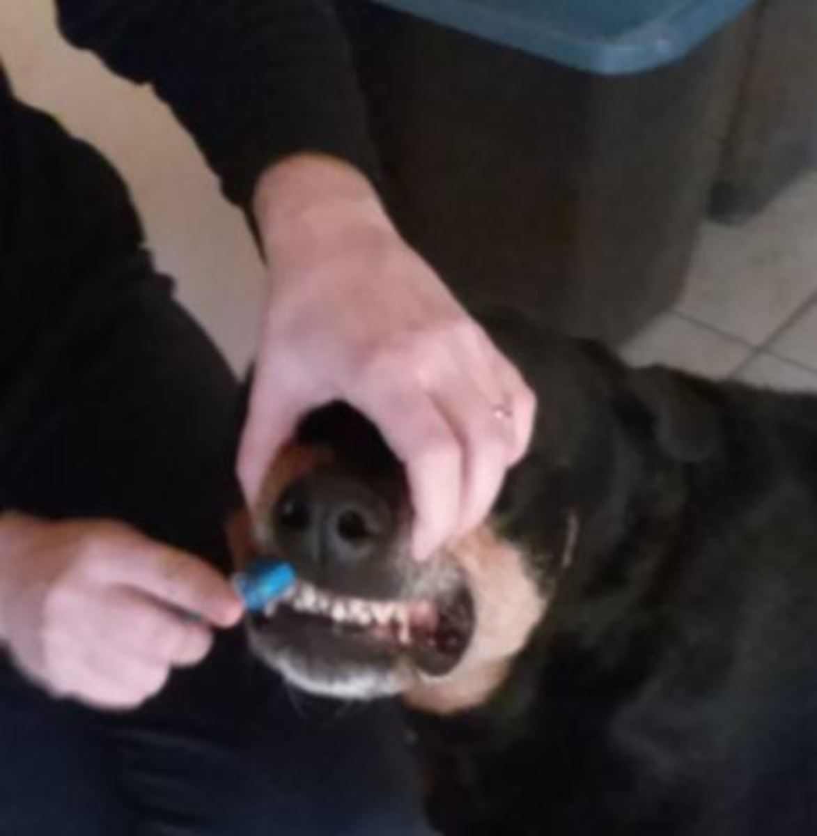 Brushing my Rottweiler's teeth. 