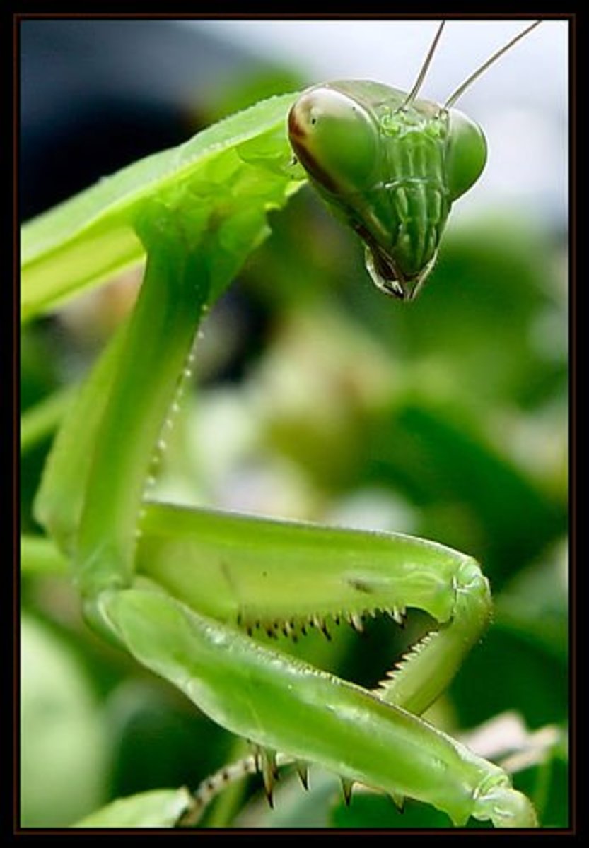 Mantis are beautiful.