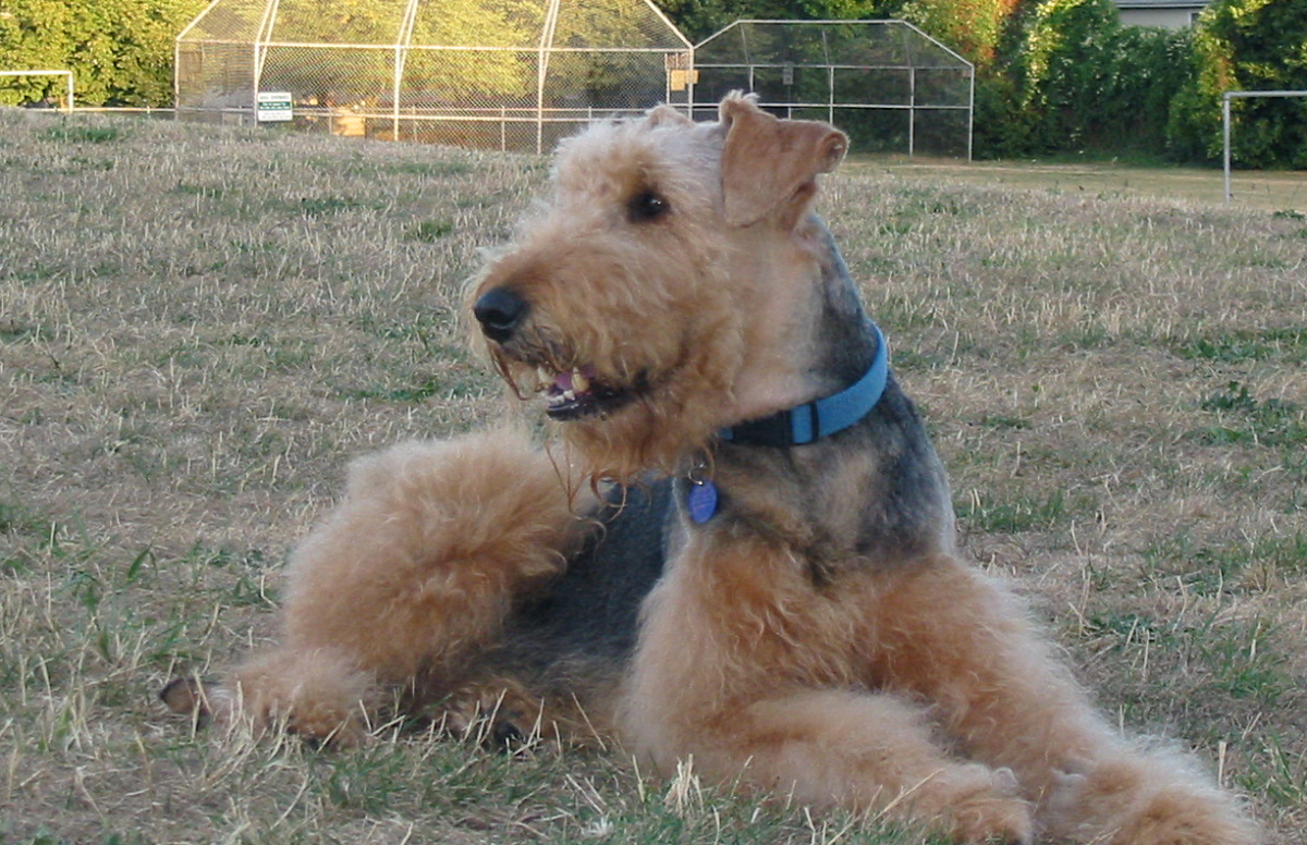 airedale puppy biting