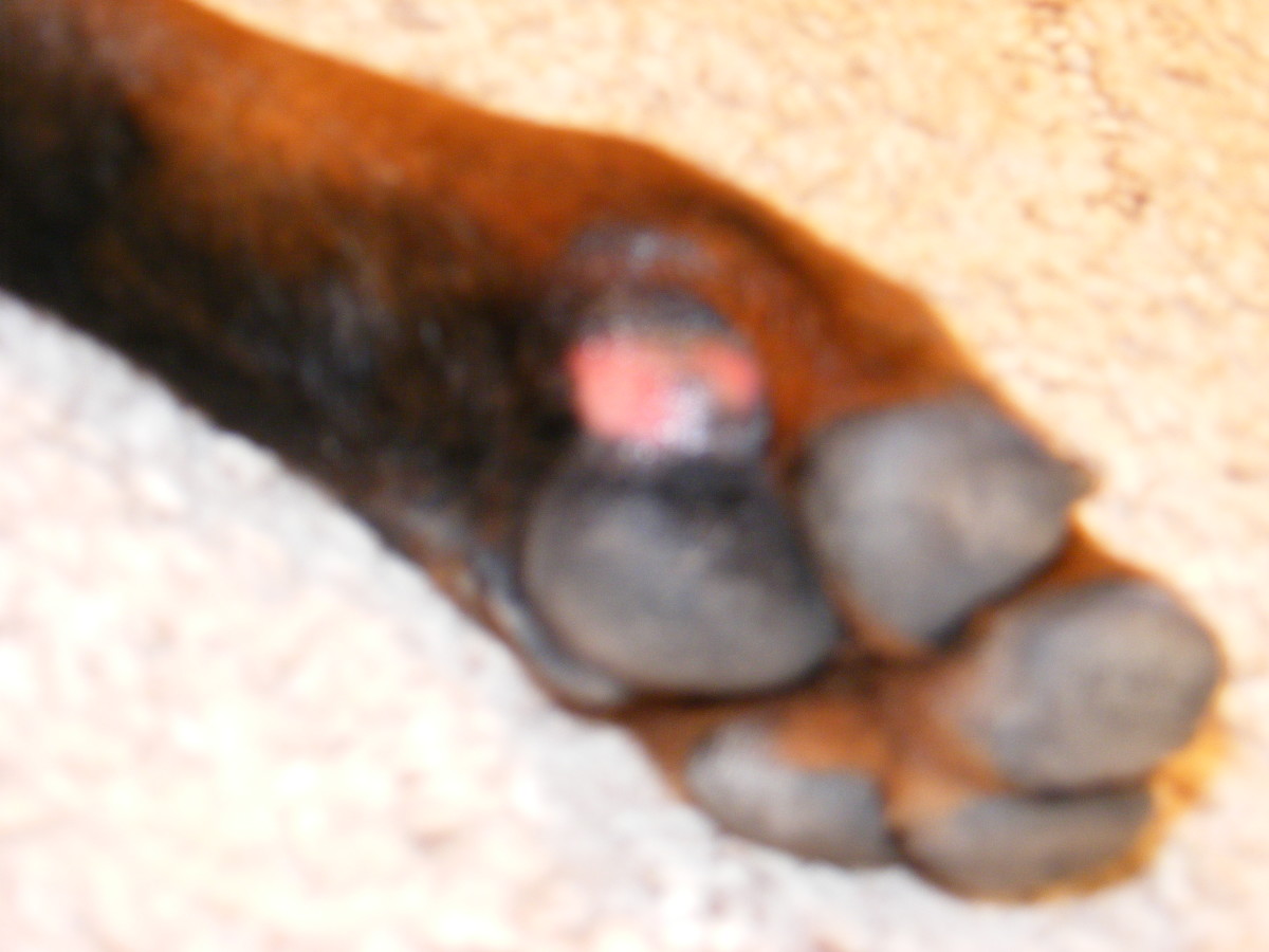 My dog Kaiser's injured pad.