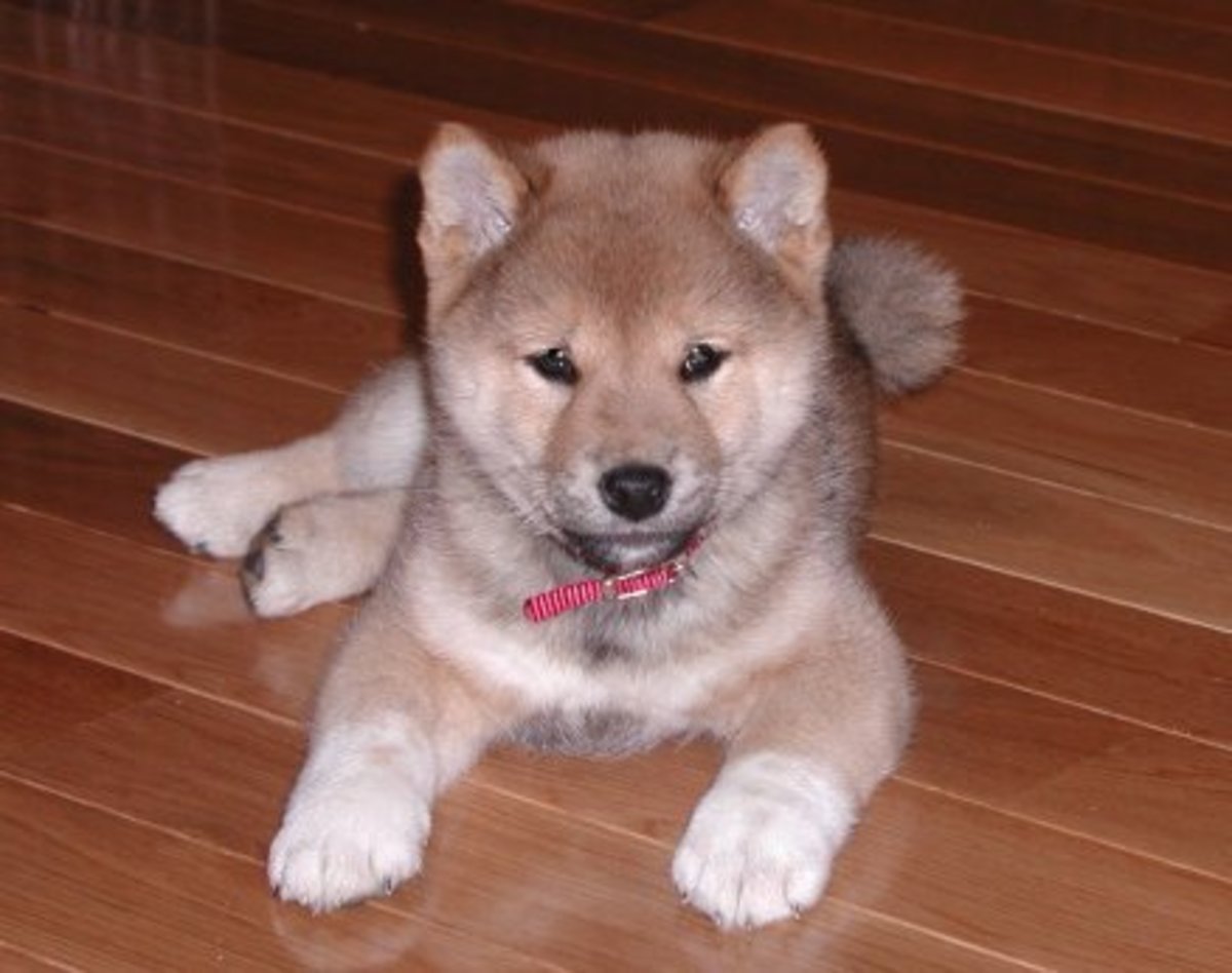 Top 10 Best and Cutest Dog Breeds For Families PetHelpful