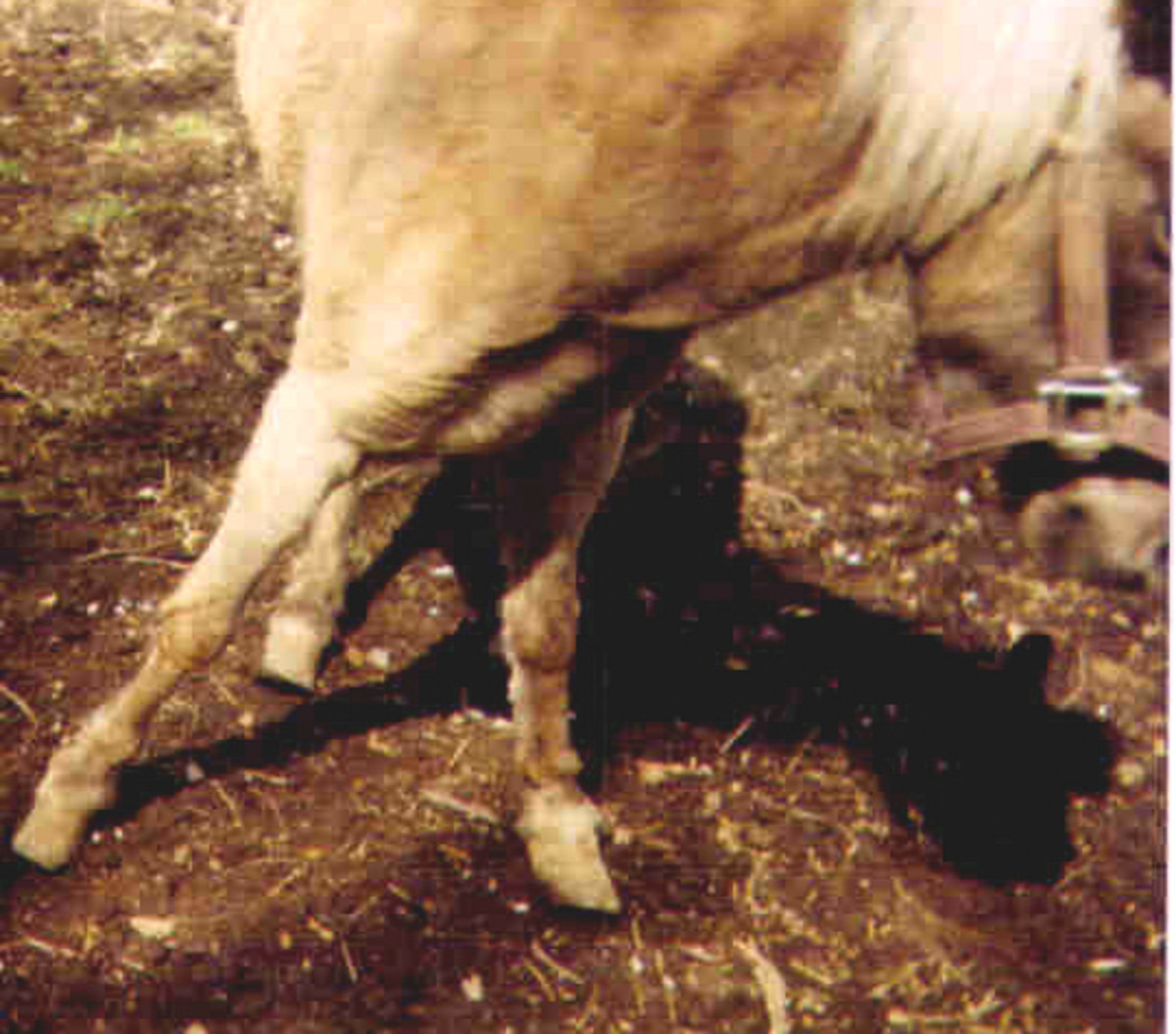 Photo #1 - This is "Sugar Candy," a pony with extremely overgrown hooves and founder.  Her hooves were actually much worse than what they look like in this photo.  About 6 inches more of the hooves were buried in soft dirt that you can't see here. 
