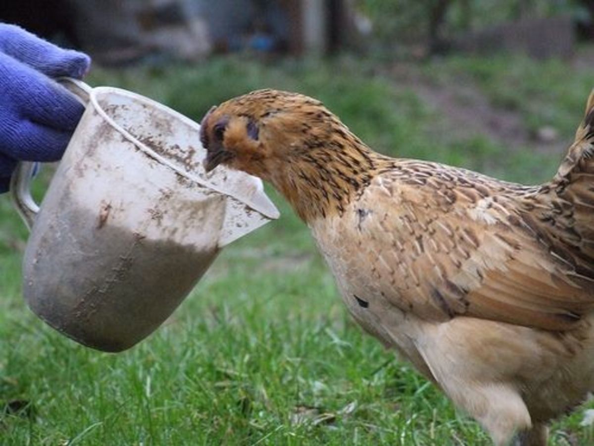This chicken is very curious about the cup.