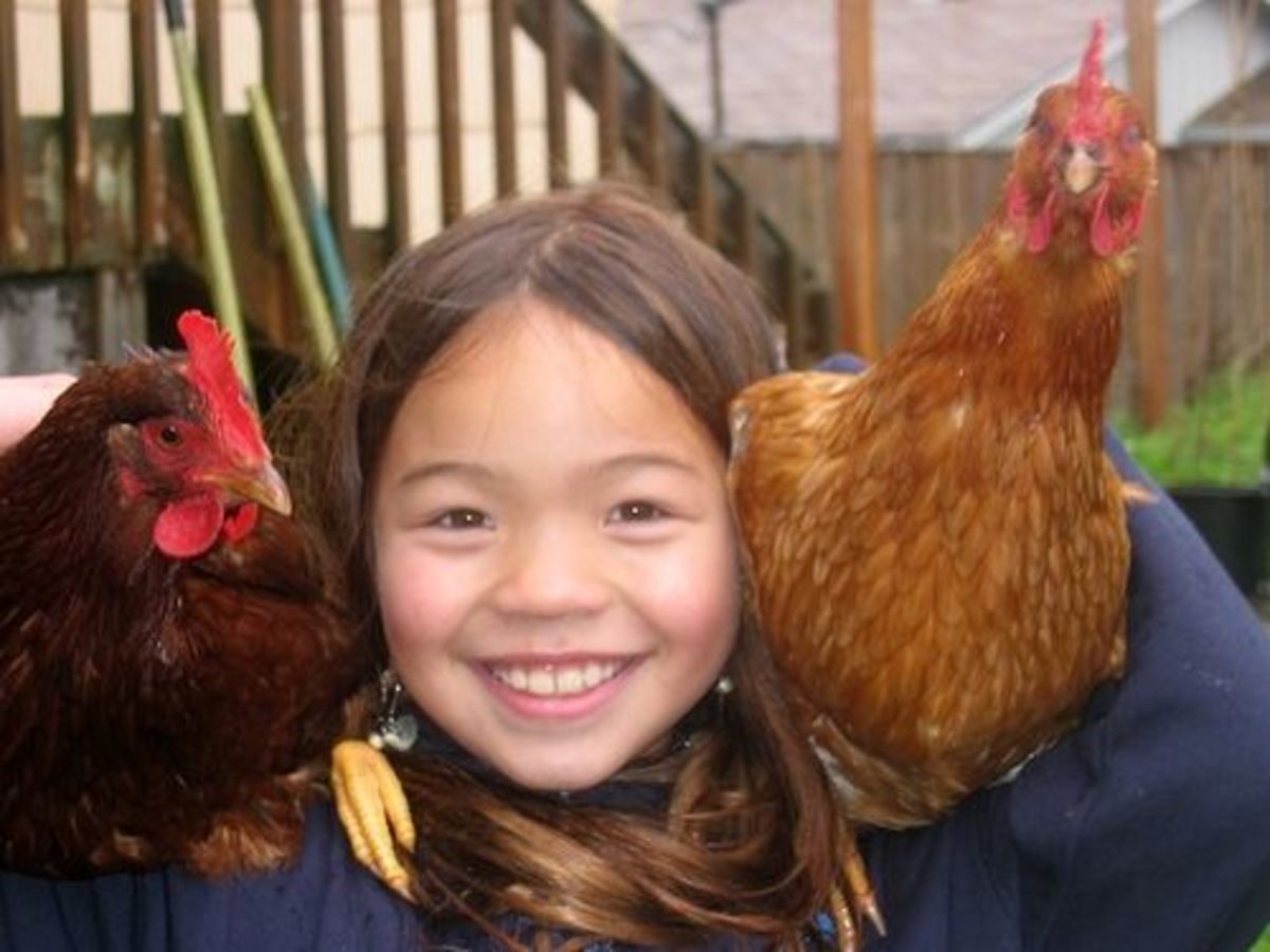 Chickens are fun and entertaining pets!