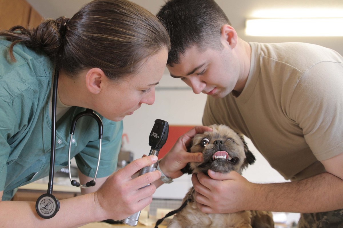 Your diabetic dog needs regular eye exams to check for cataract formation.