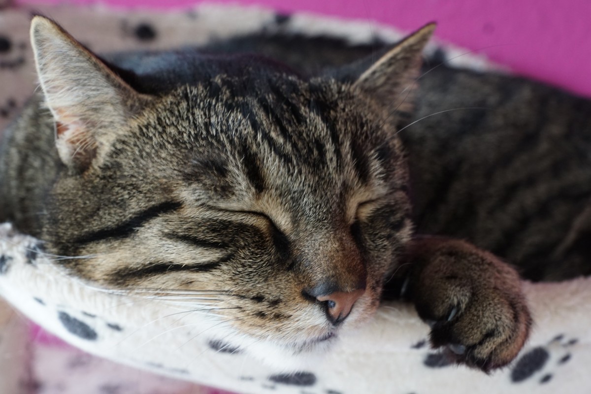 A combination of treatments is usually the best option for your cat with cancer.