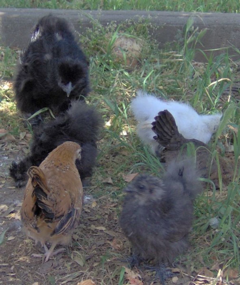 Various chicks free-ranging. The little ones in the picture had all been raised together and were the best of friends.
