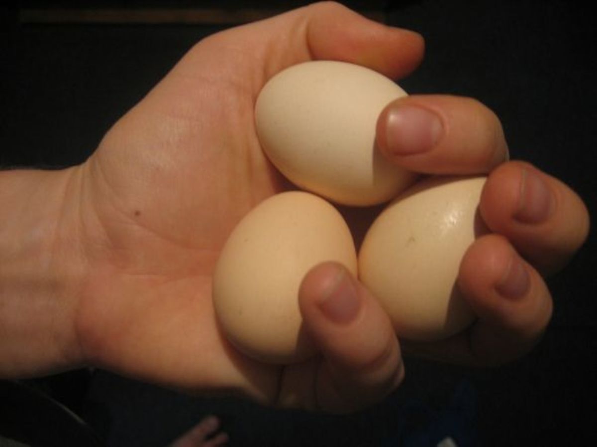Silkie eggs