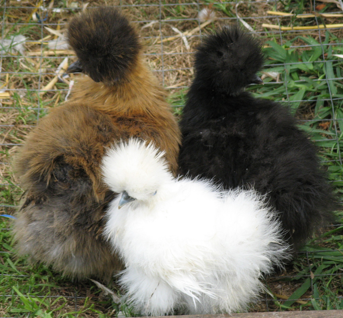 Pretty Pullets