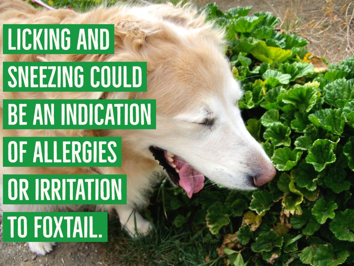 Allergies and irritants can cause your dog to sneeze.