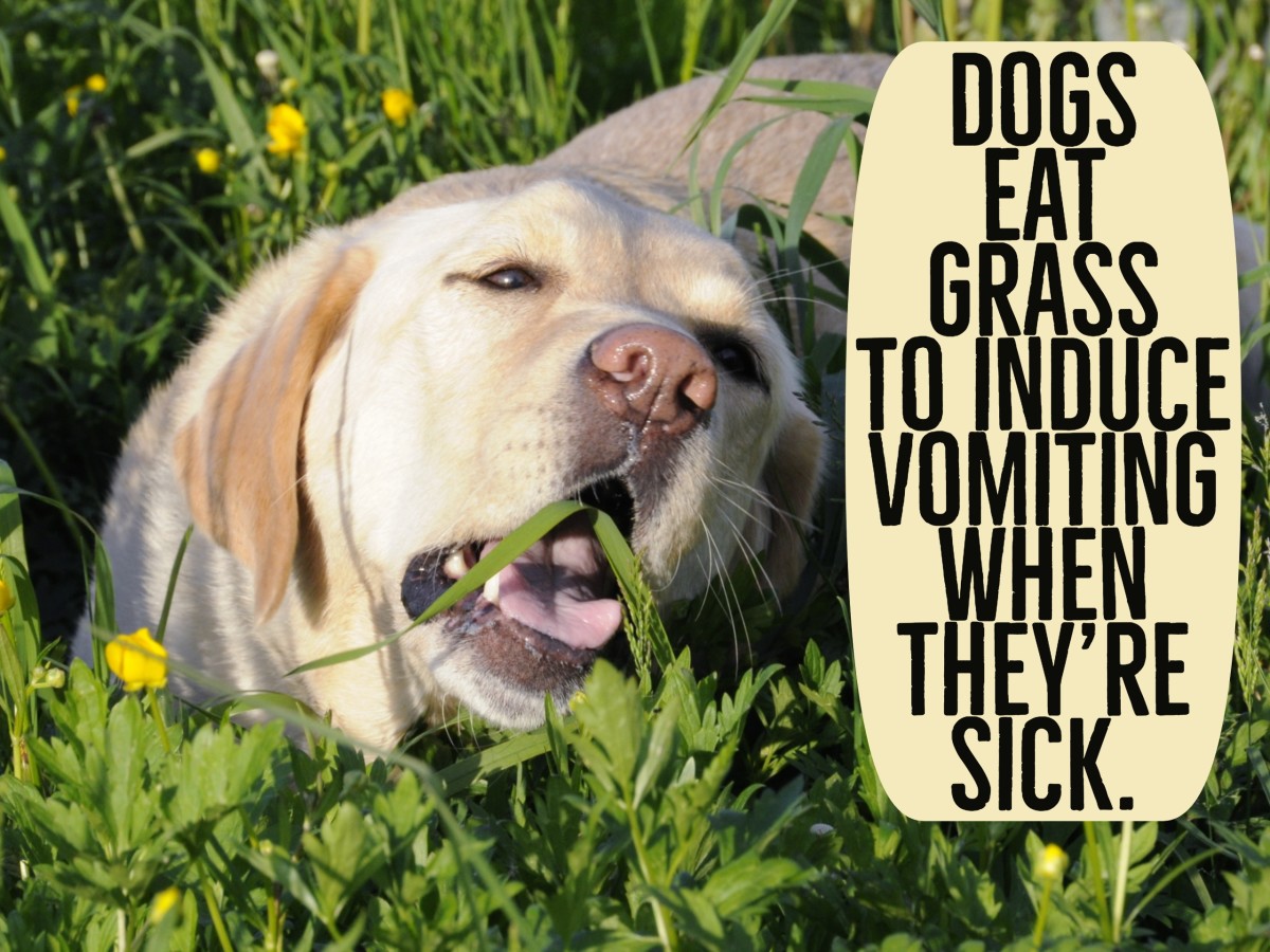 Your dog may eat grass to clean out its system.