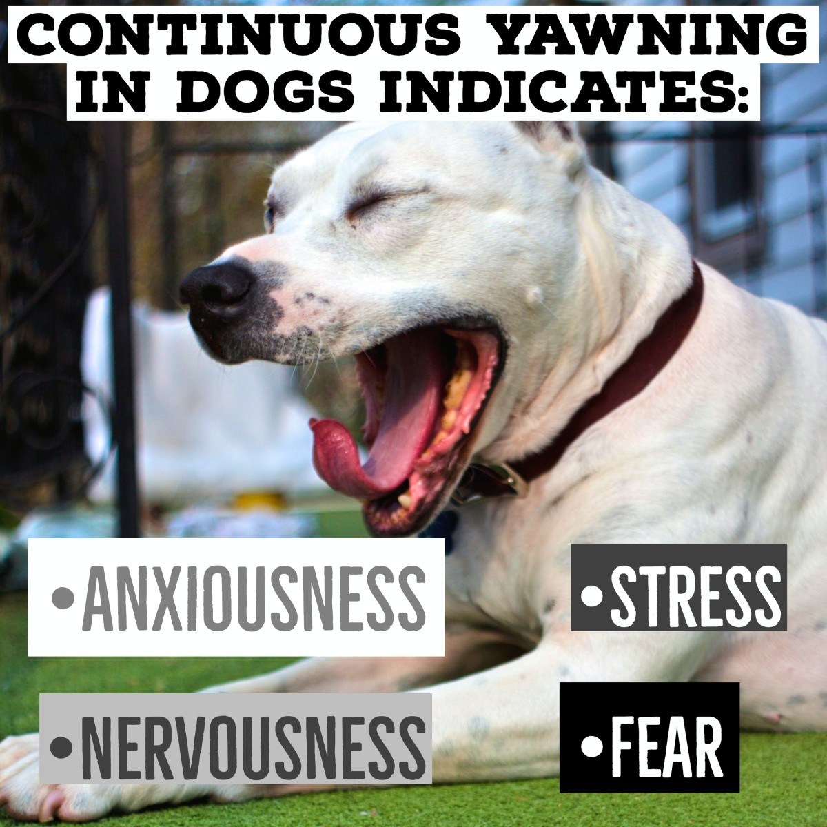 Licking and yawning in dogs is a sign of either nausea or severe stress.