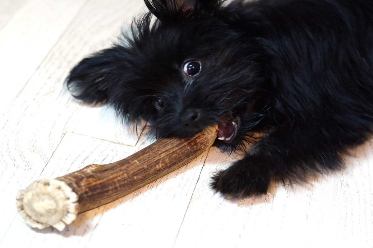 Always supervise your dog when given toys and bones to prevent foreign body ingestion.