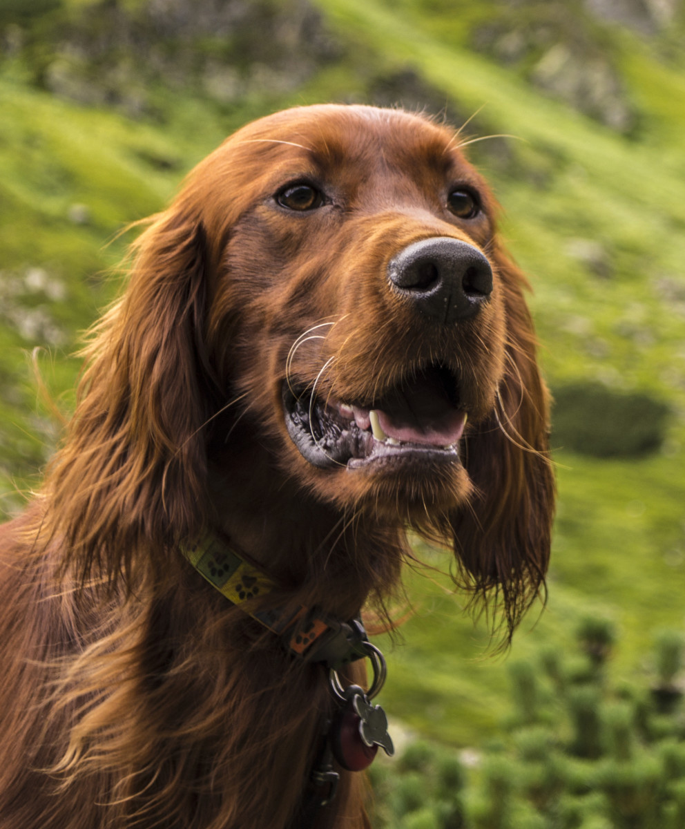Irish Setters are affectionate companions that are eager to please their owners.