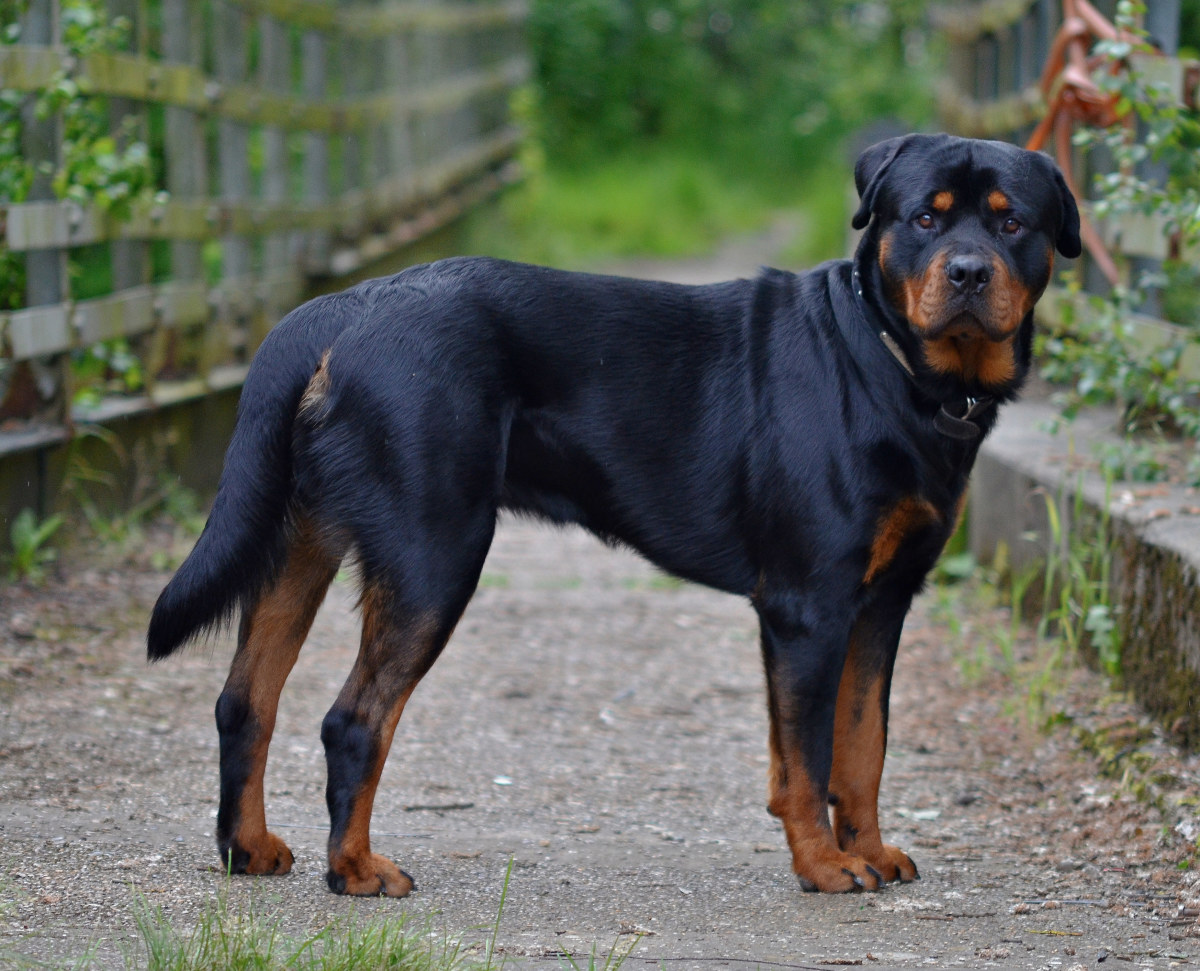 Rottweilers are good-natured and devoted dogs.