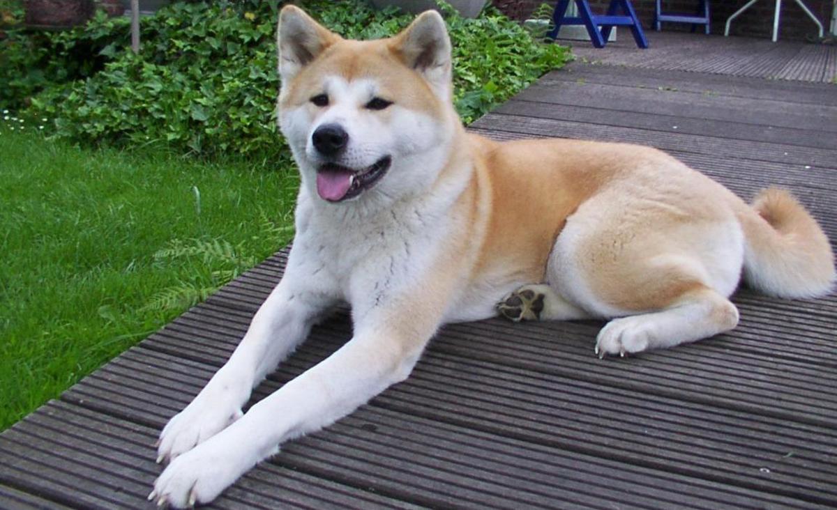 A Japanese Akita. These dogs are primarily guard dogs. If they will live with young children, they should be exposed to the children from an early age.