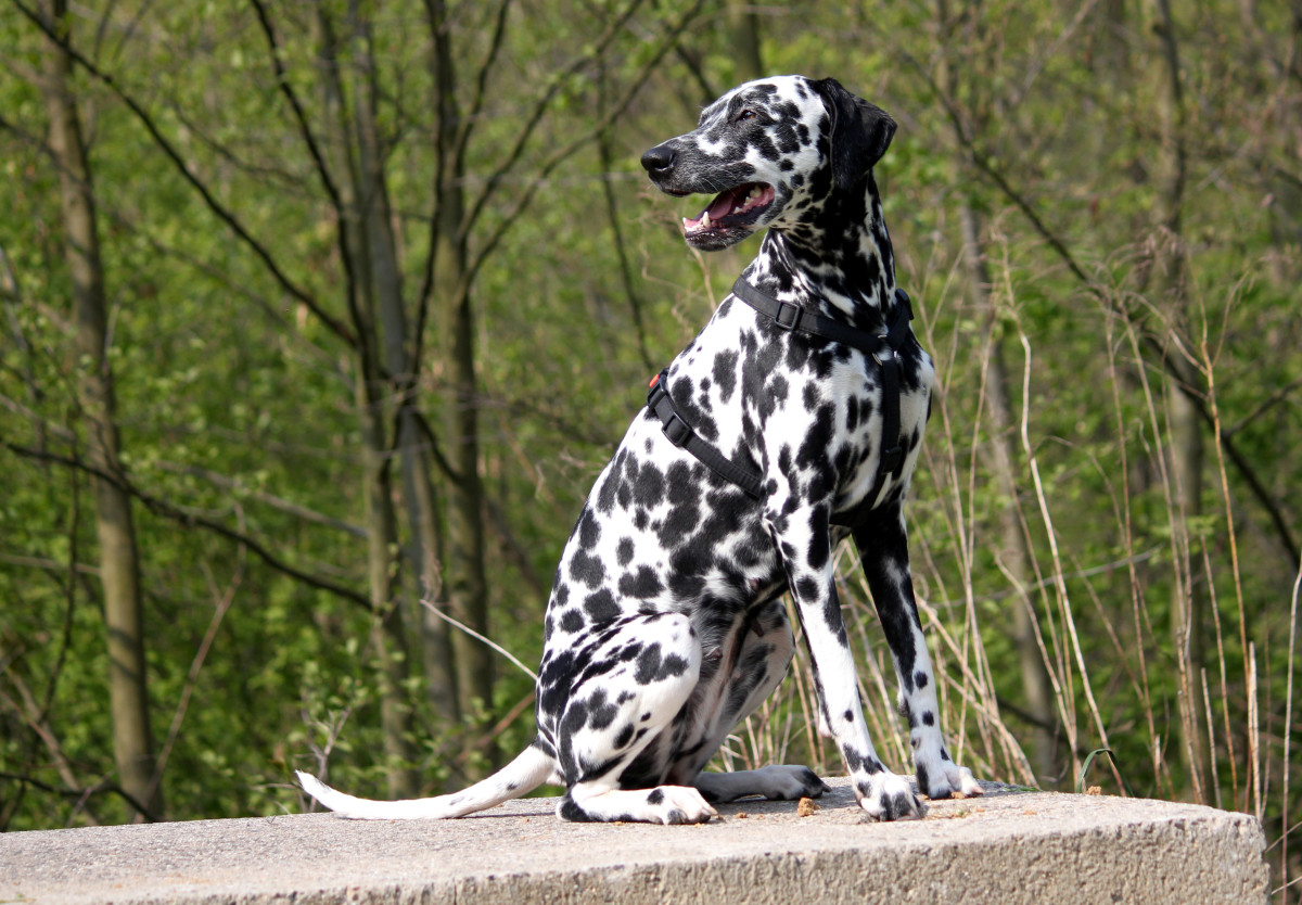 Dalmatians shed substantially year-round.