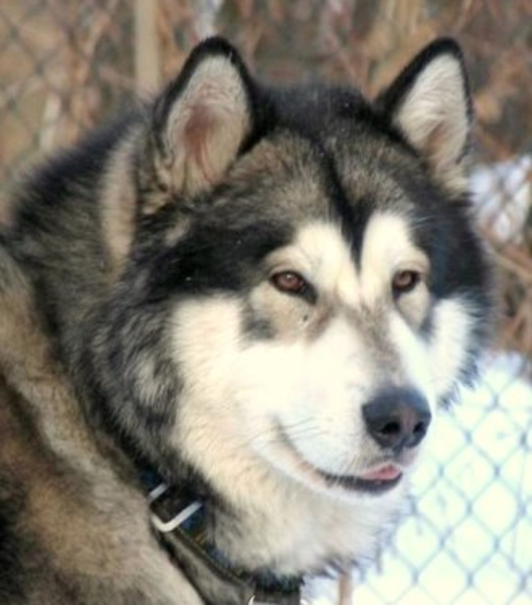 Malamutes are sociable and only bark when necessary. They're great dogs for families.