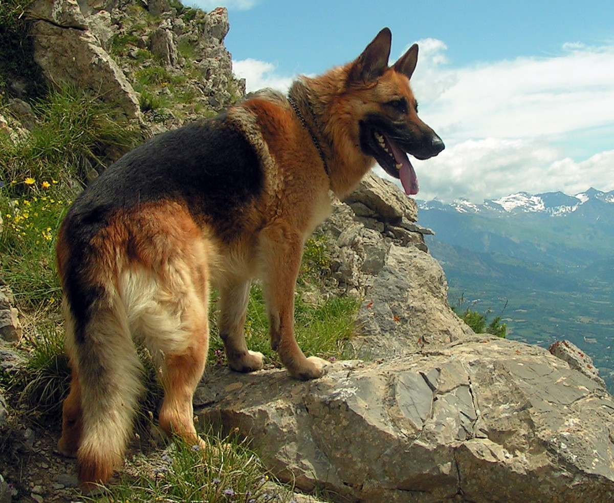 German Shepherds are working dogs and have a loyal, protective nature.