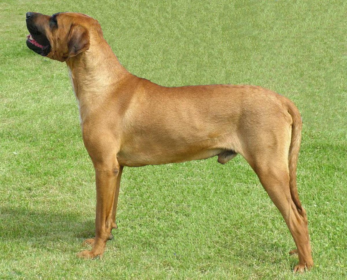A Tosa is a type of fighting dog and is a rare breed.