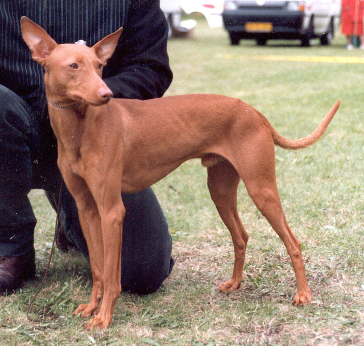 Actually a smaller breed, a Cirneco dell'Etna are gentle, loving dogs.