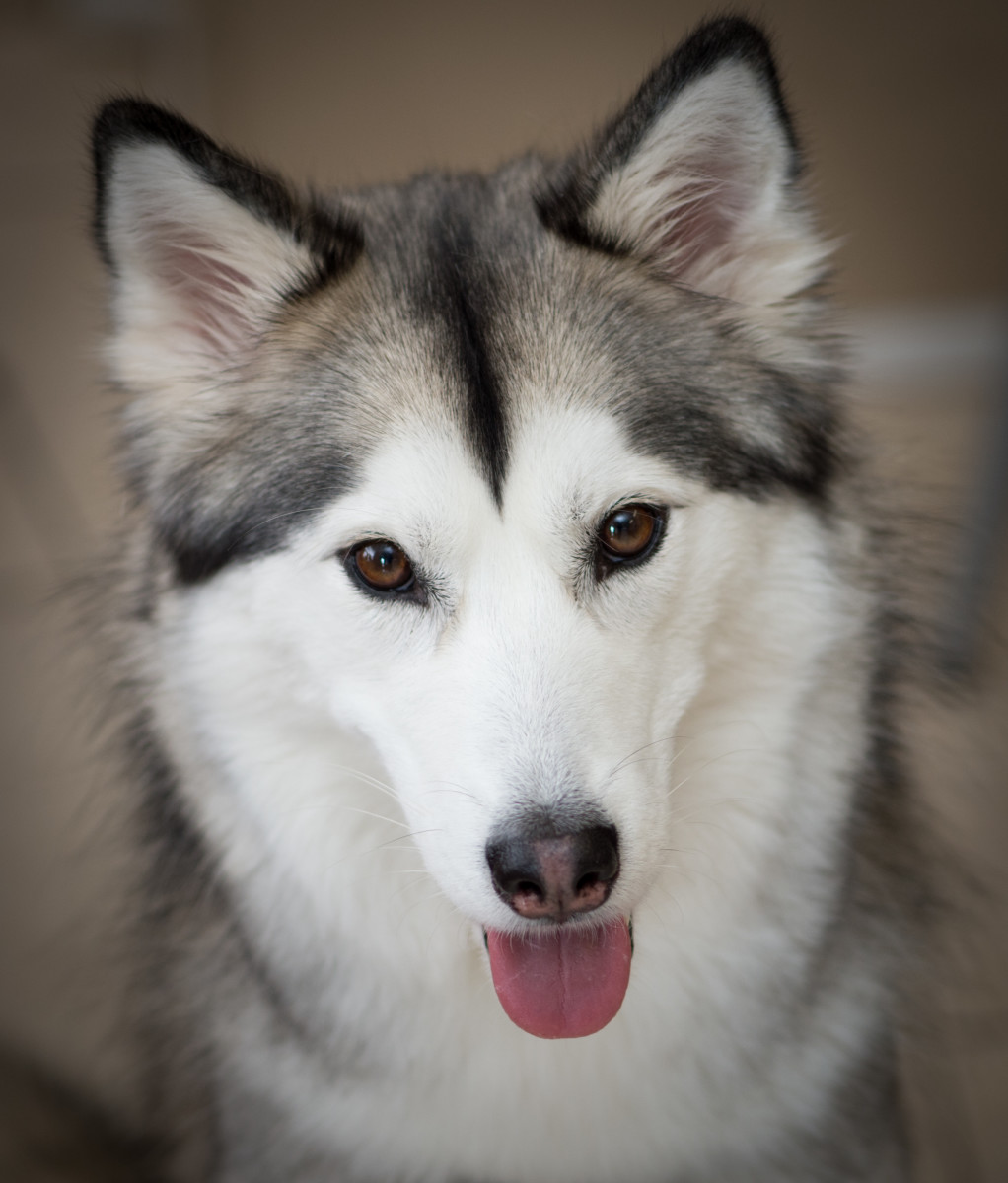 Siberian Huskies are friendly and make great house dogs.
