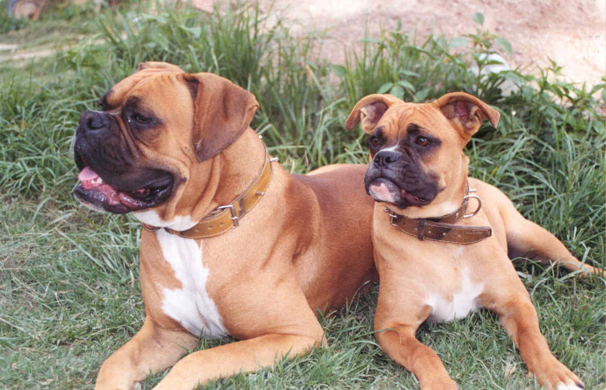 Two fawn Boxers. These are flexible dogs that adapt well to family life.