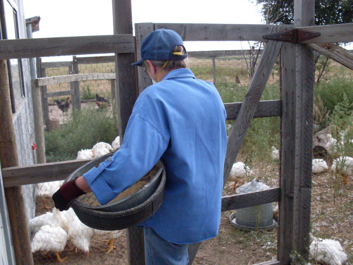 Removing feed in the late afternoons ensues that the birds will not eat themselves into further health problems.
